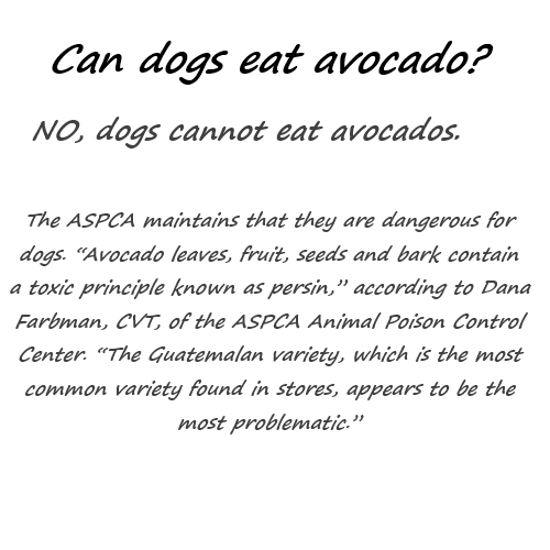 can dogs have avocado can dogs have avocado